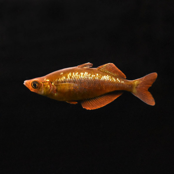 Lachsroter Regenbogenfisch, Glossolepis incisus